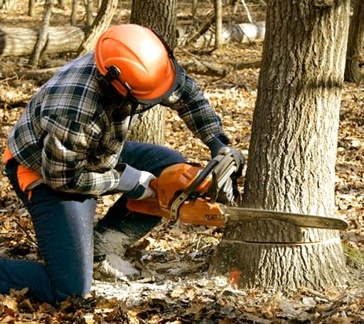 Tree Removal in Wendover, KY